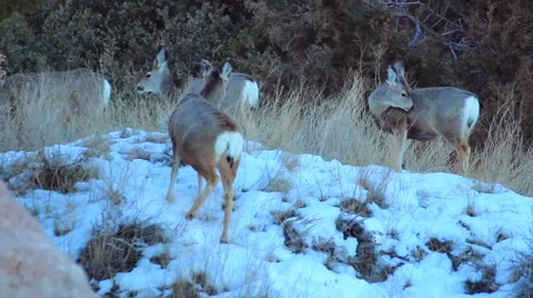 Deer in Mountains Stock Footage 46204392