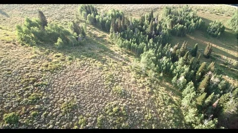 Deer in the mountains Stock Footage 69016580