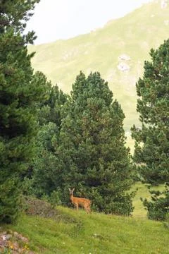 A deer in the mountains forest Stock Photos