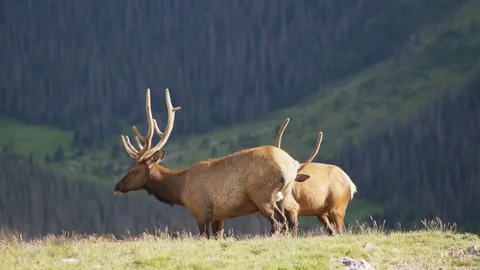 Deer in Mountains Grazing in Sunshine Stockbeeldmateriaal 222856656
