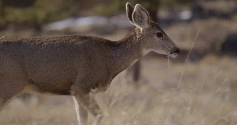 Deer in Mountains Grazing in Sunshine Stock Footage 236588976