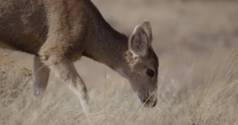 Deer in Mountains Grazing in Sunshine Stock Footage 239283144