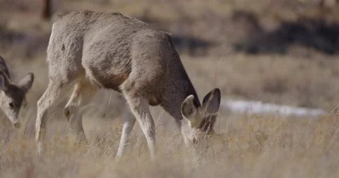 Deer in Mountains Grazing in Sunshine Stock Footage 239583453