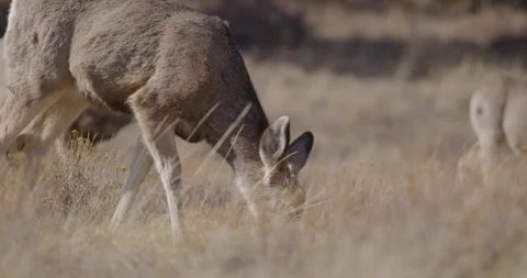 Deer in Mountains Grazing in Sunshine Stock Footage 240434908