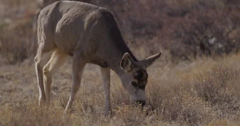 Deer in Mountains Grazing in Sunshine Stock Footage 243611657