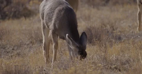 Deer in Mountains Grazing in Sunshine Stock Footage 247100611