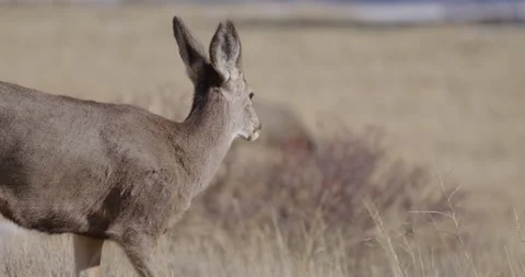 Deer in Mountains Grazing in Sunshine Stock Footage 247100707