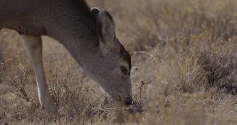 Deer in Mountains Grazing in Sunshine Stock Footage 250043574