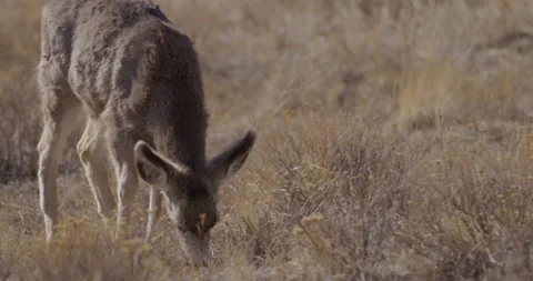 Deer in Mountains Grazing in Sunshine Stock Footage 257617089