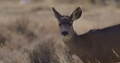Deer in Mountains Grazing in Sunshine Stock Footage 263853893