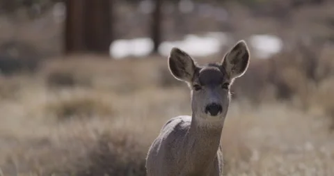 Deer in Mountains Grazing in Sunshine Stock Footage 265176012