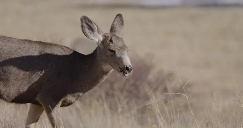 Deer in Mountains Grazing in Sunshine Stock Footage 301906483