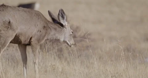 Deer in Mountains Grazing in Sunshine 스톡 동영상 334979659