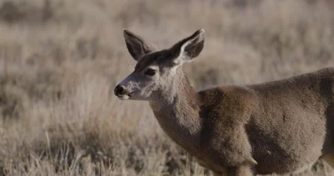 Deer in Mountains Grazing in Sunshine Vidéo 334979670