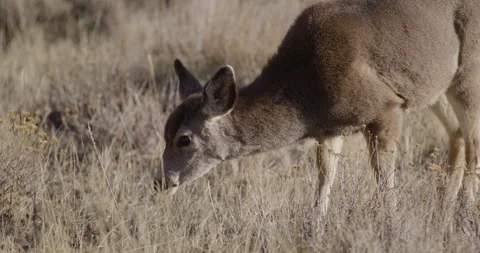 Deer in Mountains Grazing in Sunshine 스톡 동영상 341703543