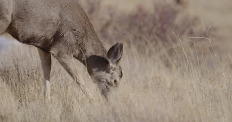 Deer in Mountains Grazing in Sunshine 库存影片 341703550