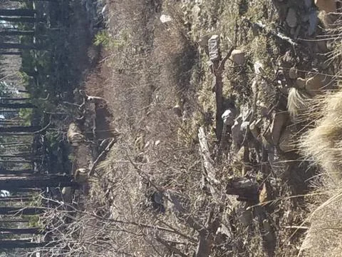 Deer in the mountains Stock Photos