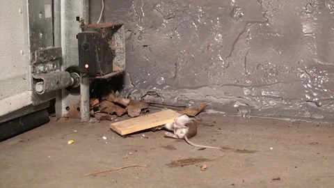 Deer Mouse Trapped in Garage Mousetrap in Minnesota Stock Footage 337794149