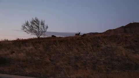 Deer on Moutain Side 動画素材 12555995