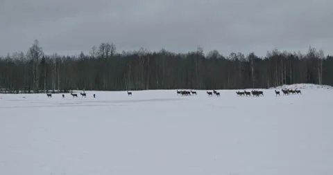 Deer move across a snow-covered field in a forested area during winter Stock Footage 345842663