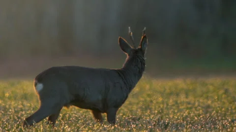 Deer move through the field in Bavarian Forest National Park during sunset Stock Footage 325623702