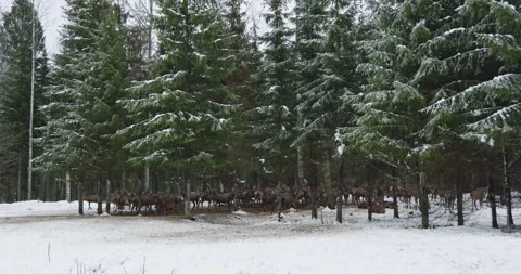Deer move through a snowy forest in winter Stock Footage 345842704
