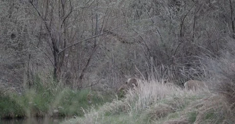 Deer Moving Through Brush in Close Frame, Wildlife Crossing Shot, 7K Stockbeeldmateriaal 333262728