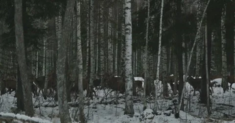 Deer moving through a snowy forest in winter Stock Footage 345964919