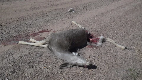 Deer, Mule doe, dead, killed in highway traffic accident, 4k Stock Footage 276511383