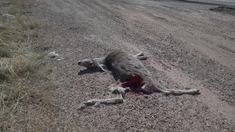 Deer, Mule doe, dead on roadside, accident, 4k Video stock 276511365