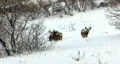 Deer mule in snow on hillside HD HD Footage