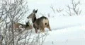 Deer mule three in snow on hillside HD HD Footage