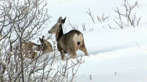 Deer mule three in snow on hillside HD Stock Footage 95953