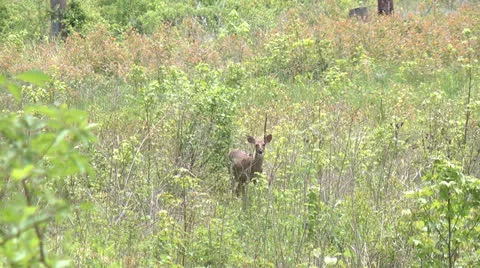 Deer munch Video stock 23116195