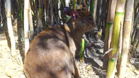 A deer muntjac sits quietly in a patch of bamboo Stock Footage 334458111