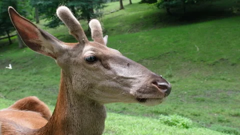 Deer muzzle close up. Deer grazing on the field. Full HD slow motion zoo animals Stock Footage 182470341
