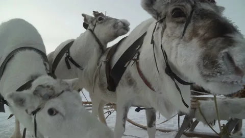 Deer muzzles. Close-up. Deer in a bunch. Deer are looking into camera. Stock Footage 239782549