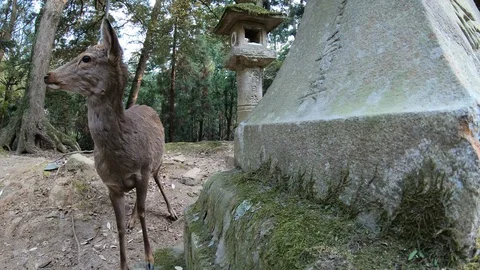 A deer in Nara. Stock Footage 128938757