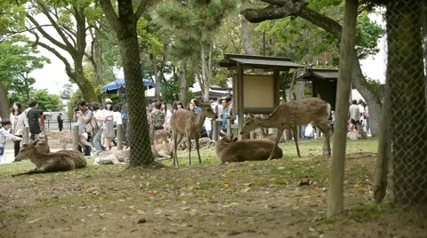 Deer in Nara, Japan Stock Footage 52383109