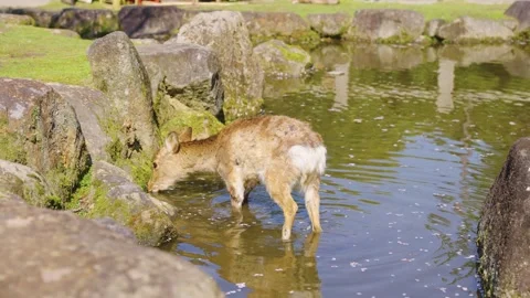 Deer in Nara Park, Drinking from Pond with Sakura Petals, Spring in Japan Stock Footage 334108436