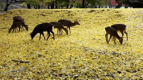 Deer in Nara Park Stock Footage 21681514