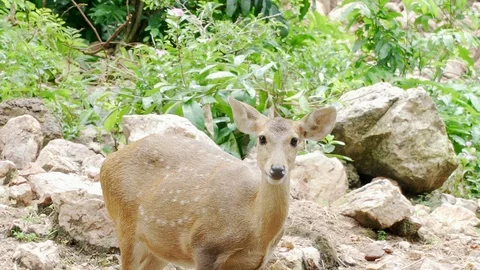 Deer in nature. 4K Resolution Video stock 90752142