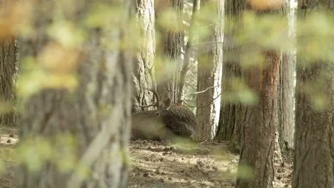 Deer in the nature Stock Footage 75813222