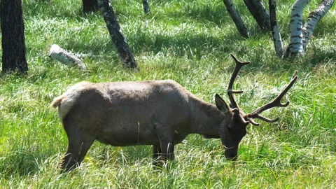 Deer in nature 스톡 동영상 159717976