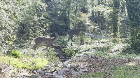 Deer in nature Stock Footage 271196193
