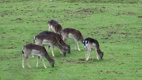 Deer in the nature habitat. Video stock 88538736