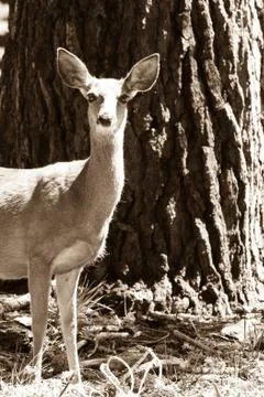 Deer in nature Stock Photos