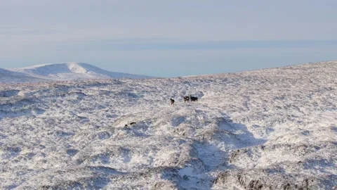 Deer Navigating Snow-Covered Hills in Clear Daylight Vidéo 334041803