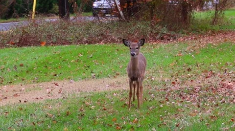 Deer Near Road Stock Footage 59826341
