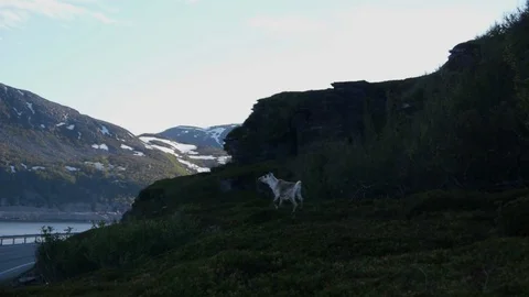 Deer Near Road Video stock 105910495